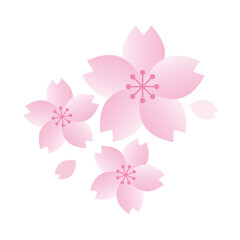 桜と花びらのイラスト