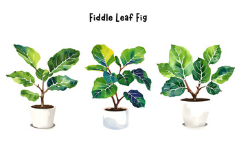 Watercolor Fiddle Leaf Fig in a Pot Isolated on Transparent Background – Set, Indoor Plants, Home Plant in Pots, Floral Design Element, Perfect for Invitations, Cards, Prints, Posters
