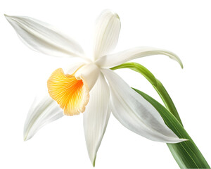 Obraz premium Elegant White Orchid with Orange Lip