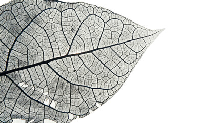 Obraz premium Close-up of a skeleton leaf showing intricate vein structure on transparent background