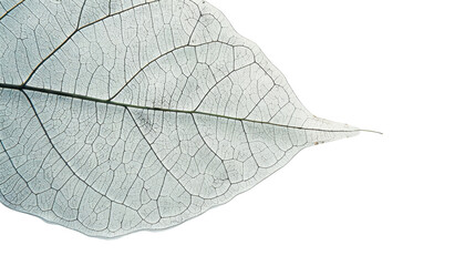 Obraz premium Close-up of delicate white leaf showing intricate vein structure on transparent background