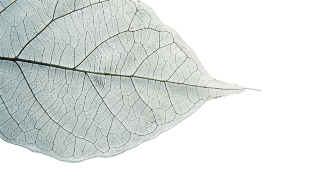 Close-up of delicate white leaf showing intricate vein structure on transparent background