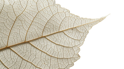 Obraz premium Close-up of delicate white leaf with intricate veins on transparent background