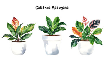 Watercolor Calathea Makoyana in a Pot Isolated on Transparent Background – Indoor Plants, Home Plant in Pots, Floral Design Element, Perfect for Invitations, Cards, Prints, Posters