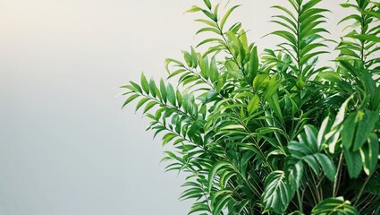 Obraz premium A lush green plant with vibrant leaves against a light background.