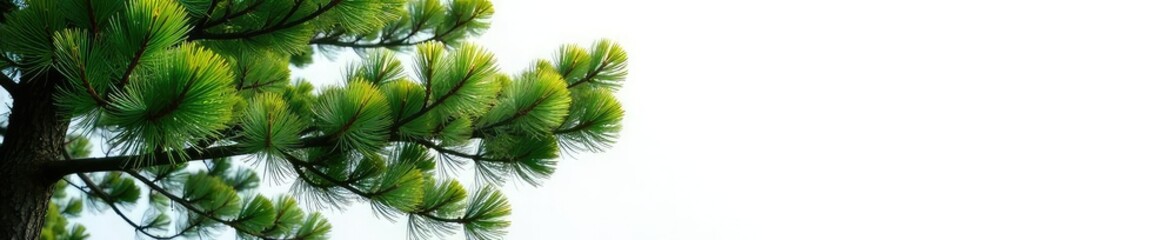 Branches of a cypress tree on white background, forest, evergreen