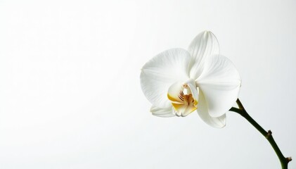 Fototapeta premium Delicate white orchid blossom on pure white backdrop, macro, high resolution, pure