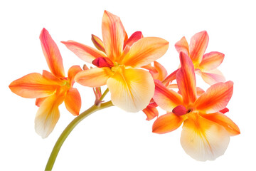 Obraz premium Orange And Pink Orchid Flowers Closeup
