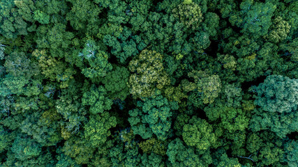 Aerial view of nature green forest and tree. Forest ecosystem and health concept and background, texture of green forest from above.Nature conservation concept.Natural scenery tropical green forest.