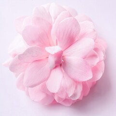 Soft Pink Flower with Delicate Petals on White Background