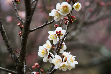 雨上がりの梅の花