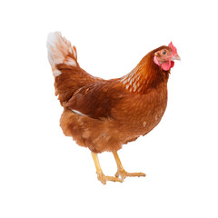 Fototapeta premium Brown hen standing on a transparent background