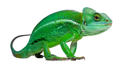 Obraz premium Colorful Green Lizard with Unique Patterns