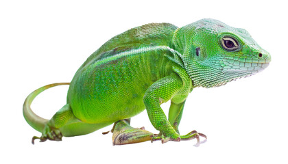 Fototapeta premium Colorful Green Lizard with Unique Patterns