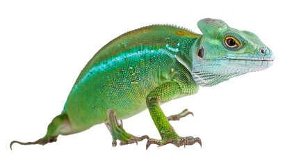 Obraz premium Colorful Green Lizard with Unique Patterns
