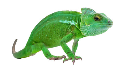 Obraz premium Colorful Green Lizard with Unique Patterns