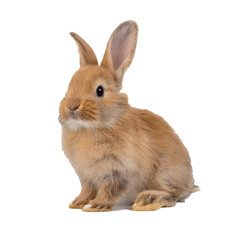 Obraz premium Cute Soft Rabbit with Fluffy Fur and Alert Ears