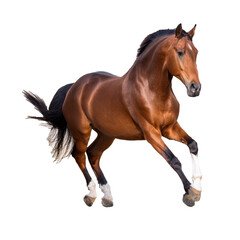 Obraz premium Majestic Brown Horse Running in Open Field