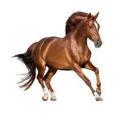 Obraz premium Majestic Brown Horse Running in Open Field