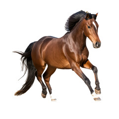 Obraz premium Majestic Brown Horse Running in Open Field