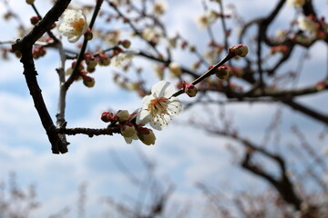 晴れた日の梅の花