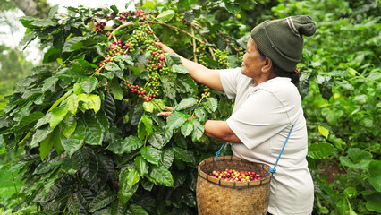 Fototapeta premium Old indonesian female farmer harvesting ripe red arabica coffee cherries for premium beans on farm in southeast asia. Concept of traditional and sustainable farming