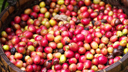 Basket full of freshly harvested arabica coffee berries falling in slow motion, ripe beans for premium coffee production