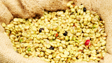 Arabica green coffee bean falling in slow motion in burlap sack after harvest and depulping