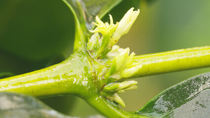 Green coffee buds developing in small clusters along the nodes of tree branch, budding stage of young arabica flowers, beginning of pollination for the formation of cherries