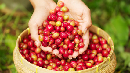 Farmer's hands with ripe red arabica coffee cherries or berries at harvest, sustainable and organic farming