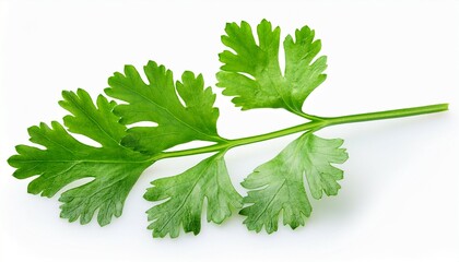 fresh green cilantro leaf isolated on white background