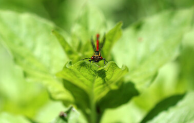 Frühe Adonislibelle - Large Red Damselfly