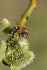 A bee collecting pollen from a blossoming Willow flower, Salix caprea on a spring day.