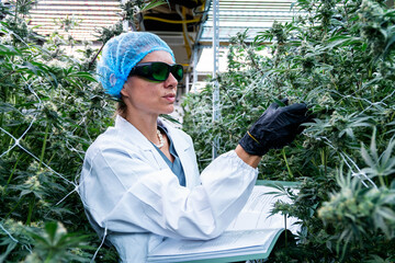 Technician evaluates cannabis plants, documenting growth data in a medical marijuana plantation.