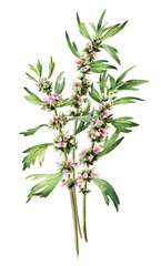 Motherwort, medicinal plant with flowers and green leaves., Hand drawn watercolor illustration, isolated on white background