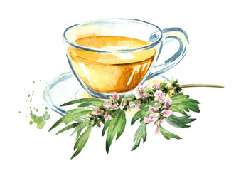 Motherwort decoction, herbal medicinal tea.  Hand drawn watercolor illustration, isolated on white background