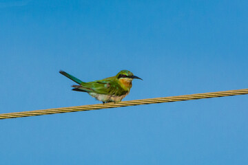 Blue-tailed bee-eater