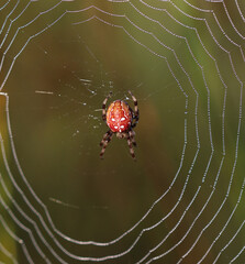 Gartenkreuzspinne - Cross spider