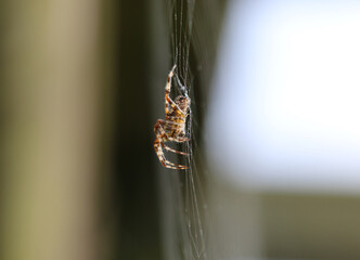 Gartenkreuzspinne - Cross spider