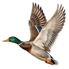 Obraz premium male mallard duck