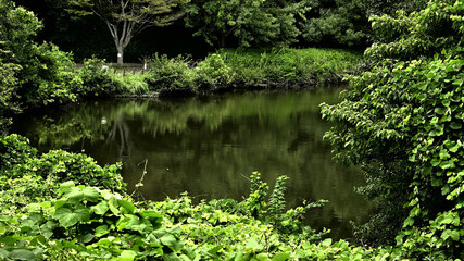 野池　湖沼　沼　池　