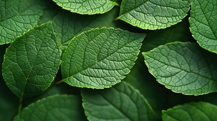 Lush Green Leaves Nature Background Texture