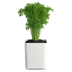 Cilantro in White Square Pot (Coriandrum sativum) A cilantro plant with delicate green, lacy leaves, placed in a clean white
