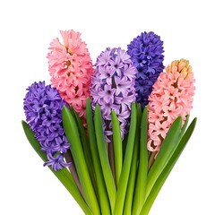 A bunch of colorful hyacinths in various shades, isolated on white.AI
