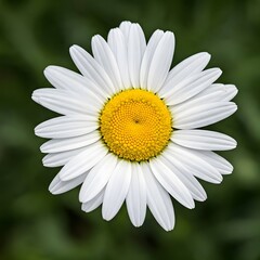 Obraz premium A close-up of a blooming daisy with white petals and a bright yellow center.AI