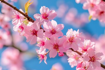 Obraz premium Delicate pink blossoms against a vibrant blue sky