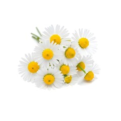 A small bunch of tiny white and yellow daisies, isolated on a white background