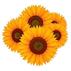 Fototapeta premium A vector illustration of a small bunch of sunflowers with a soft gradient of yellow to orange petals, isolated on white