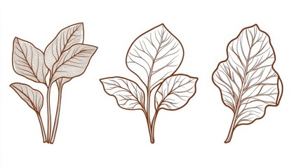 Obraz premium Botanical Leaf Design: Exquisite Line Art Illustrations