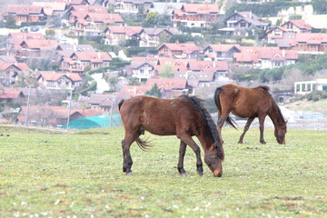 Horses grazing in green pastures outside the village or city. Two brown wild horses. Animal. Riding...